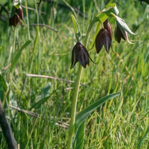 Fritillaria biflora, Hardford Spring County Park, Perris, California, Riverside County