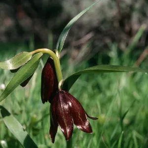 Fritillaria biflora, Hardford Spring County Park, Perris, California, Riverside County