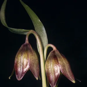 Fritillaria biflora, cult. Alpine Fld.?