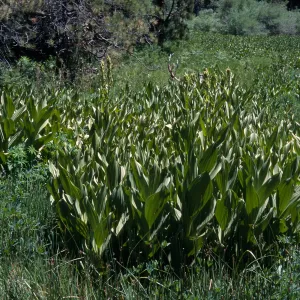 Veratrum californicum, Big Bear, San Bernardino County