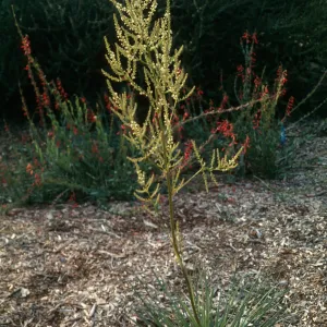 Nolina interrata cult. UCI