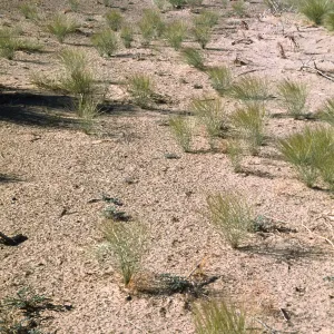 Aristida californica var. californica, Wash South of Dale Dry Lake