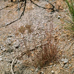 Muhlenbergia microsperm, Cape Canyon SCTI