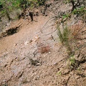 Muhlenbergia microsperm, Cape Canyon SCTI