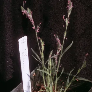 Orcuttia californica RSA Cult. Otay Mesa, San Diego County