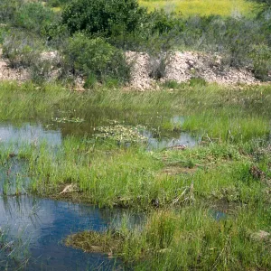 Potamogeton nodosus, South Coast: Mira Mesa, Rose Canyon east of the 805 Fwy