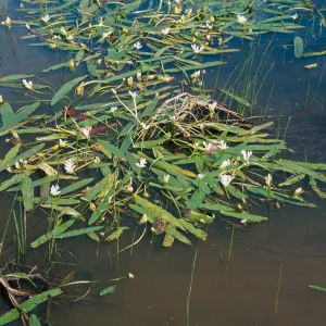 Potamogeton nodosus, South Coast: Mira Mesa, Rose Canyon east of the 805 Fwy
