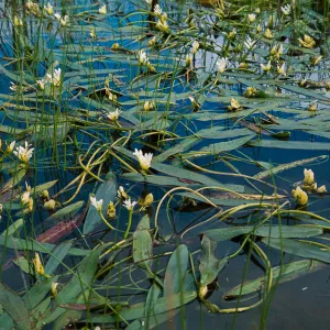 Potamogeton nodosus, South Coast: Mira Mesa, Rose Canyon east of the 805 Fwy
