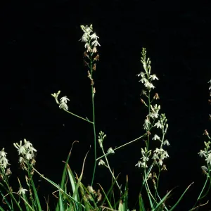 Odontostomum hartwegii, cultivar UCI