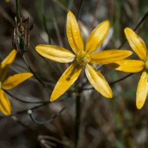 Bloomeria crocea, at the edge of the South Coast and Peninsular Range ecosystems in Southern California, Chino Hills, Yorba Linda, Orange County