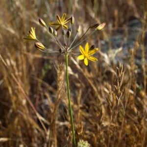 Bloomeria crocea,Otay Mesa Area: Directly south of Brown Naval Field. Headwaters of Spring Canyon, San Diego County