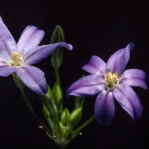 brodiaea Filifolia, cult. RSA
