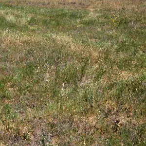 Brodiaea jolonensis, UCI Preserve, Orange County