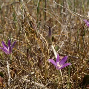 Brodiaea jolonensis, UCI Preserve, Orange County