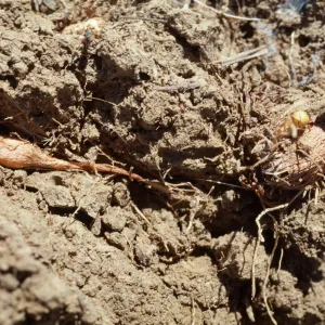 Brodiaea jolonensis, UCI Preserve, Orange County