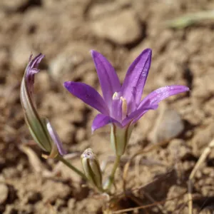 Brodiaea jolonensis, East Otay Mountain, San Diego County