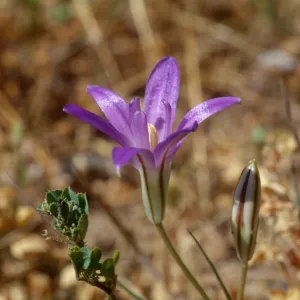 Brodiaea jolonensis UCI Preserve