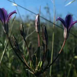 Brodiaea kinkiensis San Clemente Island, Los Angeles County