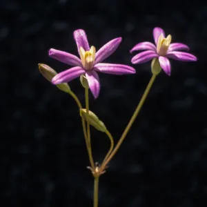 Brodiaea purdyi Cultivar
