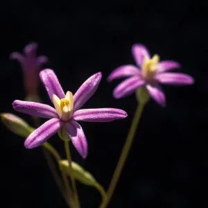 Brodiaea purdyi , Cultivar