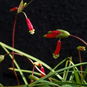 Dichelostemma ida-maia cultivar UCI