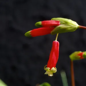 Dichelostemma ida-maia cultivar UCI