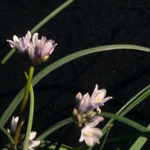 Dichelostemma multiflorum, UCI