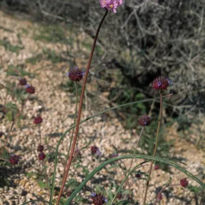 Dichelostemma pulchellum var. pauciflorum, Mojave Desert, UC Burns Pinyon Ridge Reserve, off Skyline Ranch Rd. ca. 2 miles (air) ESE of Pinoneertown, 1.5 mi. (air) NW of Yucca Valley, San Bernardino County