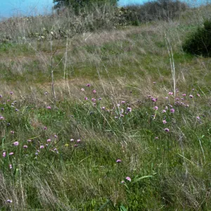 Dichelostemma pulchellum, UCI Preserve, Orange County