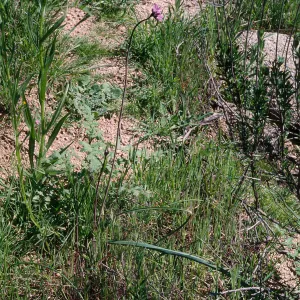 Dichelostemma pulchellum, South Coast: Gavalin Hills near Riverside, Riverside County