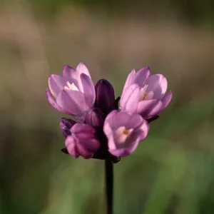 Dichelostemma pulchellum, South Coast: Gavalin Hills near Riverside