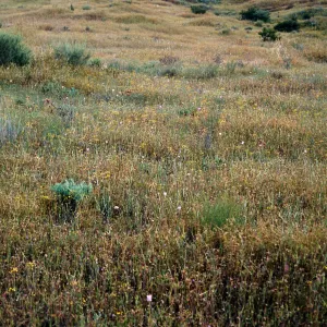 Muilla clevelandii, Peninsular ranges San Ysidro Mountains: SE side of Otay Mtn., western Marron Valley, S of BM 838, ca 1/2 km N of Mexican border on slope above Tijuana River, San Diego County