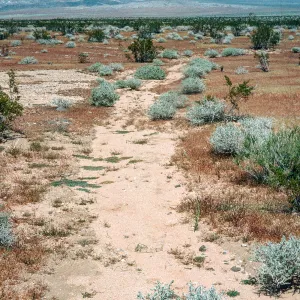 Muilla coronata, Acorn Training Area, Acorn Hill, Twenty-nine Palms, Marine Corps Air Ground Combat Center, San Bernardino County
