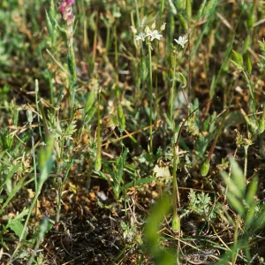 Muilla maritima, probably: â€œBox Canyonâ€ along San Marcos Creek, in eastern Carlsbad, S of Alga Road, San Diego County.