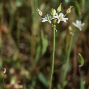 Muilla maritima, probably: â€œBox Canyonâ€ along San Marcos Creek, in eastern Carlsbad, S of Alga Road, San Diego County.