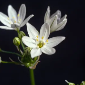 Triteleia hyacinthina, Cultivar UCI