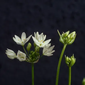 Triteleia hyacinthina, cult UCI