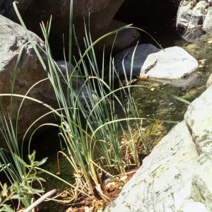 Typha domingensis, San Diego County