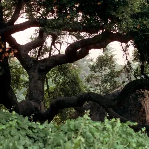 Oak between the Information Kiosk and the Blaksley Boulder (Coastal Live Oak)