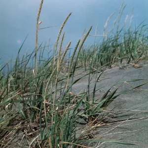 Ammophila arenaria (Int.), Lanphere Dunes